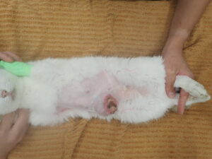 乳腺腫瘍にかかった猫